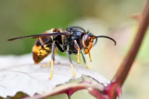 Osy szerszenie usuwanie gniazd Grupa Stop