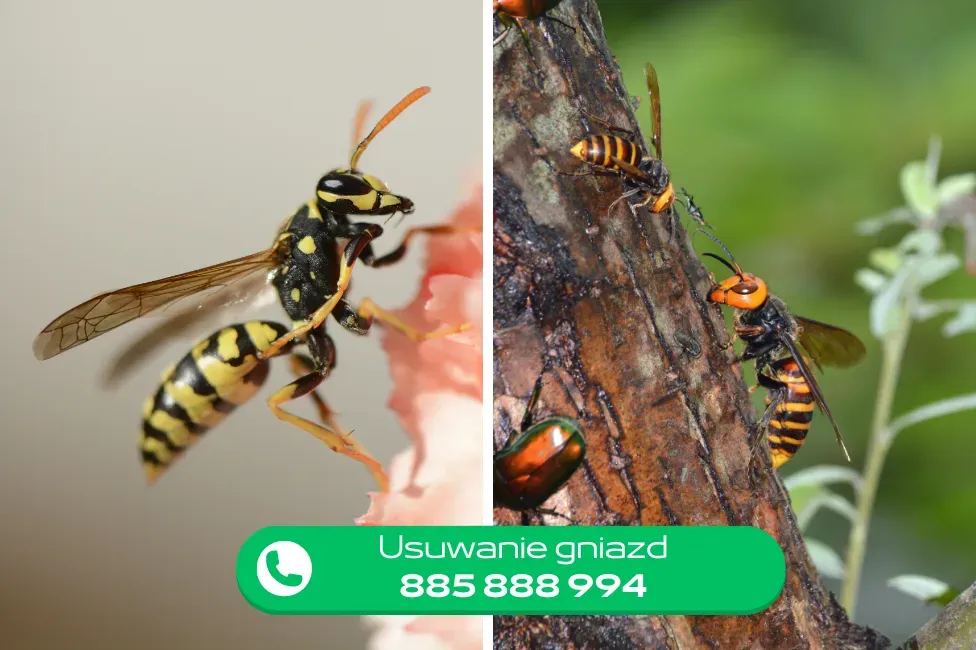 usuwanie gniazd os i szerszeni Grupa Stop